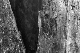 Redwood Detail by Ari Plosker