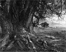 Dearfield Cottonwood by Becky Chapman