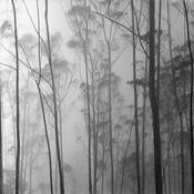 Misty Morning by Benny Asrul