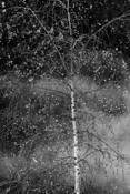Birch Tree in Winter by Carolyn Guild