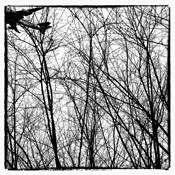 Missed Flight by Steve Burkett