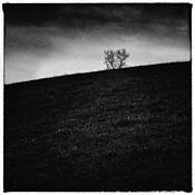 Tree on Hill by Steve Burkett