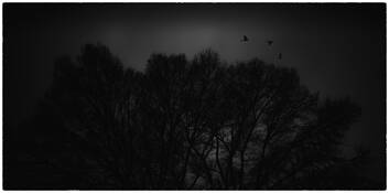 Winter Flight by Steve Burkett