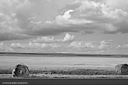 South Dakota Field by Sylvia Rose Augustus