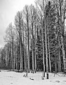 Treelines by Thomas E. Silvey