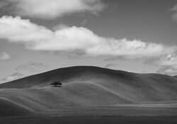 Lone Oak by Tom Sinclair