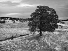 Oak and Chinese Wall by Tom Sinclair