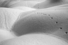 Tending the Line by Wesley Picotte
