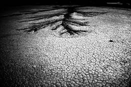 History by Sam Chang