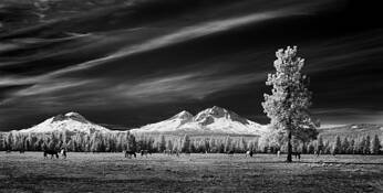 Sisters Horse Pasture by Scott Hoyle