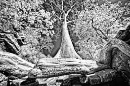 Tree Root by Scott Taylor