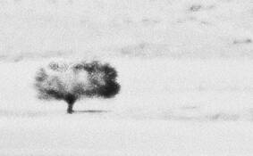 Tree 1 by Shifra Levyathan