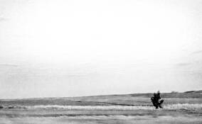 Tree 2 by Shifra Levyathan