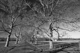 Branch Meeting by Stan Singer