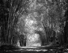 Bamboo Jungle by Chakrit Yau