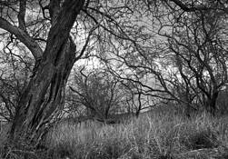 Diamond Head Crater by Chakrit Yau
