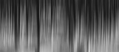 Essence of the Trees by Jane Heater