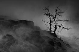 Tree at Mammoth by Jane Heater