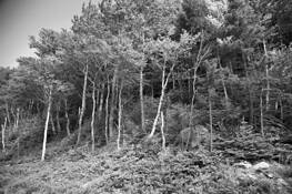 Life in a Different Wavelength by Lawrence Cincotta