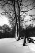 The Line by Patricia Sheley