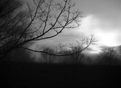 This Morning by Patricia Sheley