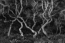 Dancing Trees by Robert D. Pierce