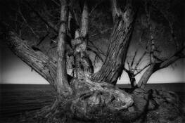 Timeless by Peter Charles LaBrosse