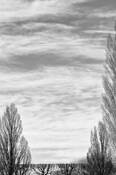 Treeline by Priscilla Kanady