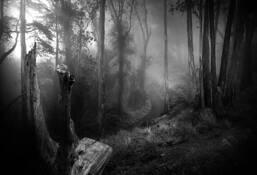 Foggy Mountain Trail by Richard Mason