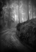 Misty Trail by Richard Mason