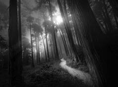 Presidio Path by Richard Mason