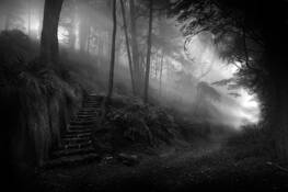 Primordial Woods by Richard Mason