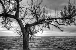 Tree by Rita Pignato