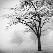 Thoughts Drift by Matt Willis