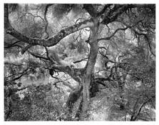 Chaos Theory by Michael Miner