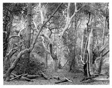 Chaos Theory by Michael Miner