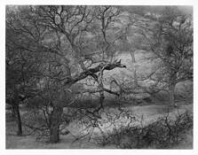 Gryphon Metamorphosis by Michael Miner