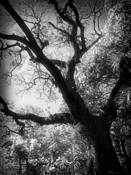 Untitled 1 by Milicska Jalbert