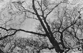 Dreaming by Pat Cornett