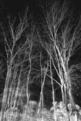 White Nights by Pat Cornett