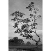 Tree by Lim Lieng Meng Lennon