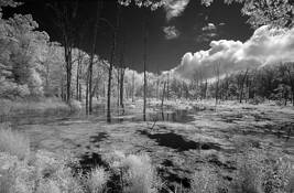 Marsh by Linda Hollinger