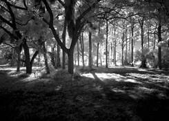 The Light by Louise Daddona