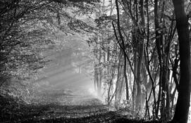 Rays of Hope by Mark Seawell