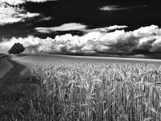 Steinwend Fields by Mark Seawell