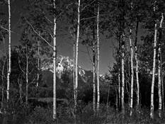 Grand Tetons by John Gribbin