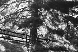 Summer Tree by John Gribbin