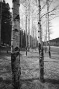 Aligned Aspens by John T. Sodon