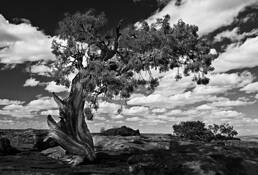 Barely Hanging On by Jon Meyer