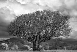 In the Meadow by Kay Beausoleil